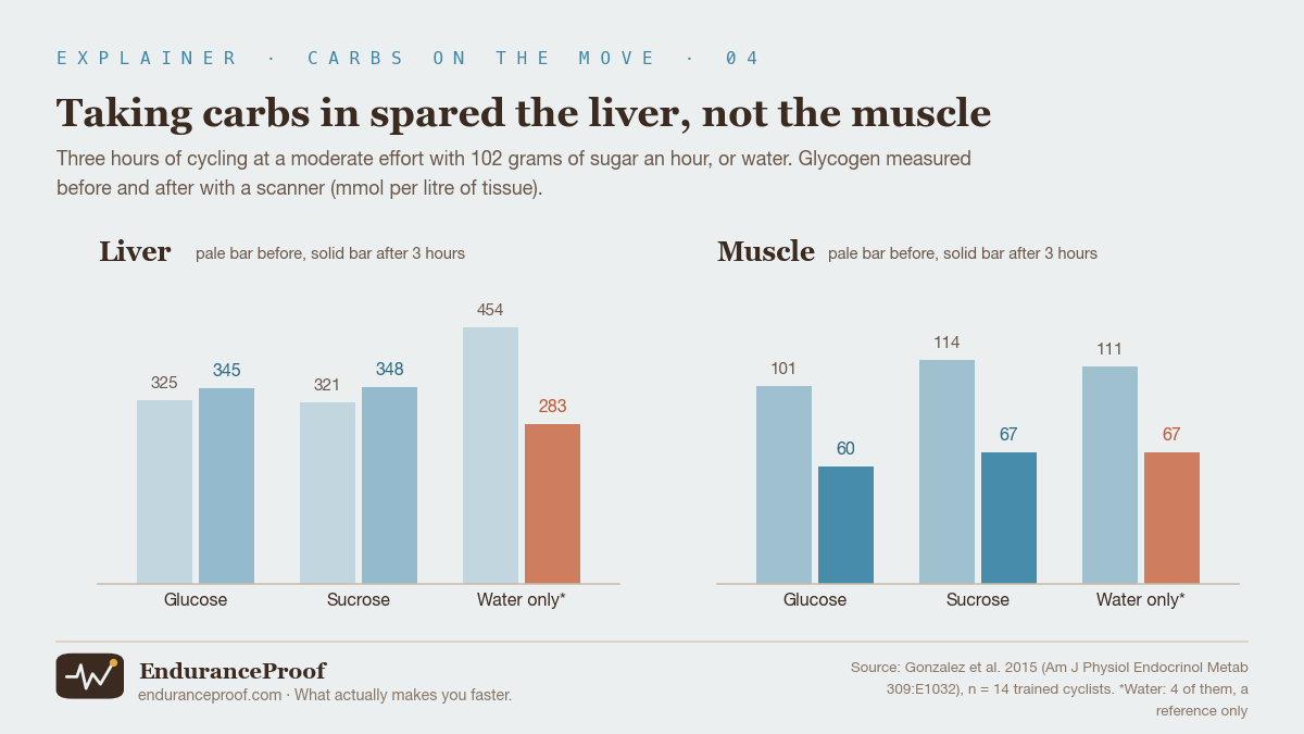 Two bar charts, before and after three hours of cycling. Liver: glucose 325 to 345, sucrose 321 to 348, water only 454 to 283. Muscle: glucose 101 to 60, sucrose 114 to 67, water only 111 to 67.