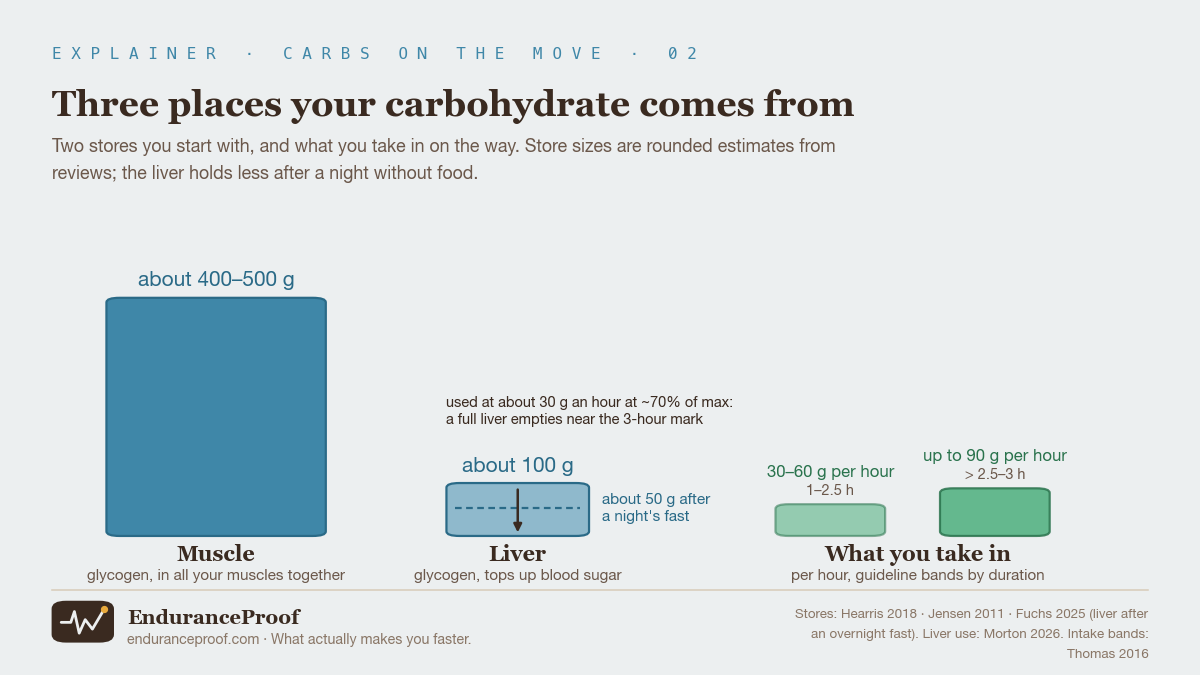Three groups of blocks drawn to one scale, in grams for the stores and grams per hour for intake. Muscle glycogen, all muscles together: about 400 to 500 grams. Liver glycogen: about 100 grams, with a dashed line at about 50 grams after a night's fast and an arrow: used at about 30 grams an hour at about 70% of maximum; a full liver empties near the three-hour mark. What you take in: 30 to 60 grams per hour for 1 to 2.5 hours, and up to 90 grams per hour beyond 2.5 to 3 hours.