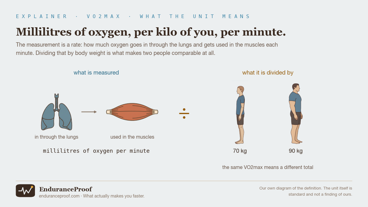 A diagram of the unit as a division. On the left, a pair of lungs with an arrow to a single muscle, labelled in through the lungs and used in the muscles, with the caption millilitres of oxygen per minute. A large division sign in the middle. On the right, two standing figures of the same height, one slim and one heavier, labelled 70 kg and 90 kg.
