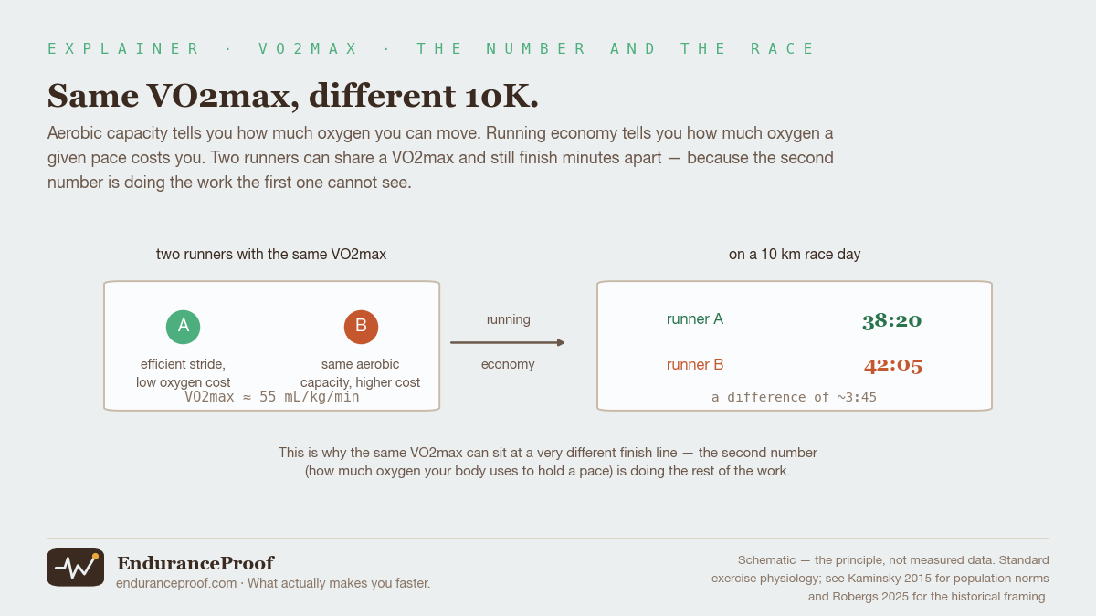 Diagram: two runners share the same VO2max of about 55 mL/kg/min, but on a 10K race day the more economical runner finishes in 38:20 and the less economical one in 42:05 — a difference of nearly four minutes.